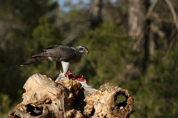 Eurasian Goshawk