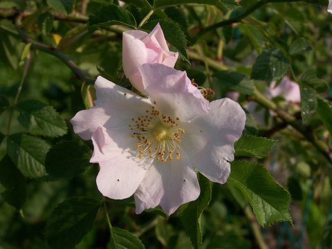 Dog Rose