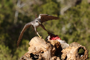 Eurasian Goshawk