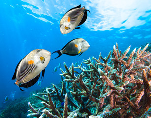 Panele Szklane Podświetlane  Zdjęcie pięknej kolonii koralowców.