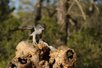 Eurasian Goshawk