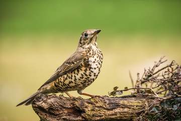 Mistle Thrush