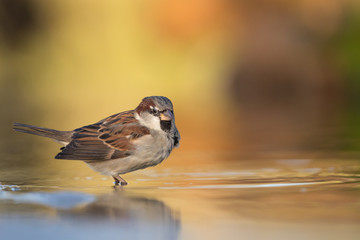 House Sparrow in winter light