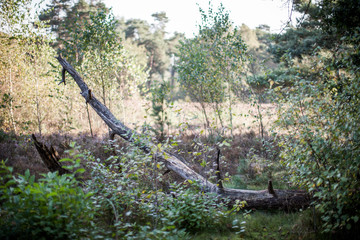 Fototapeta na wymiar Baum Wald Heide