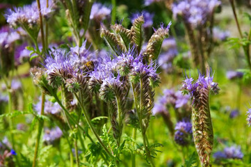 Rainfarn-Phazelie, Bienenfreund -  purple tansy, Phacelia tanacetifolia
