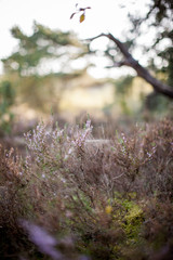 Baum Wald Heide