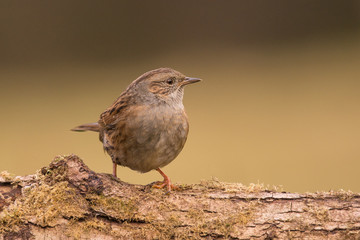 Dunnock