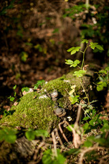Wald und Natur