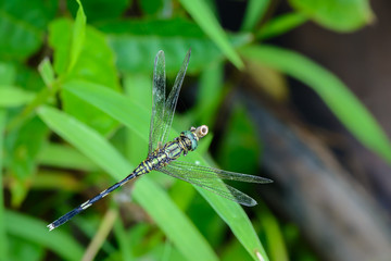 Beautiful dragonfly on leaves with green background.