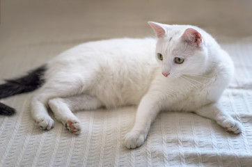 Fototapeta na wymiar White cat with yellow eyes closeup