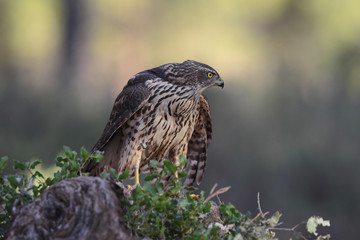 Eurasian Goshawk
