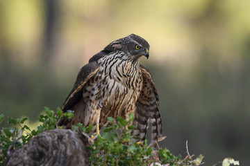 Eurasian Goshawk