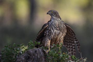 eurasian goshawk rare bird