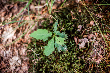 Wald und Natur
