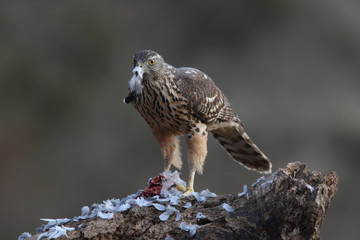 eurasian goshawk rare bird