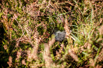 Wald und Natur