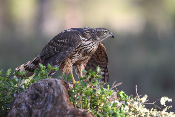 eurasian goshawk rare bird