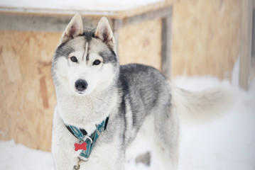gray Siberian Husky