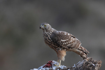 eurasian goshawk rare bird