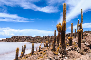 Incahuasi island in the Uyuni salt flat, Bolivia