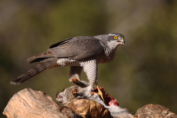 eurasian goshawk rare bird