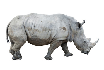 big rhinoceros isolated