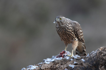 eurasian goshawk rare bird