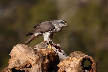 eurasian goshawk rare bird