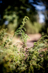 Wald und Natur