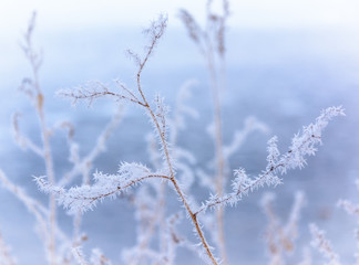 hoarfrost on branches of a winter frosty day closeup