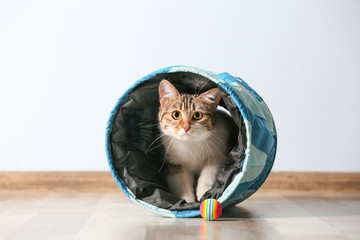 Fototapeta premium Cute funny cat playing at home