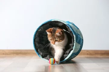Crédence de cuisine en verre imprimé Chat Cute funny cat playing at home