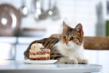 Obraz premium Cute cat with piece of cake on kitchen table at home