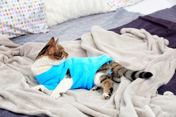 Cute funny cat in warm clothes lying on bed at home