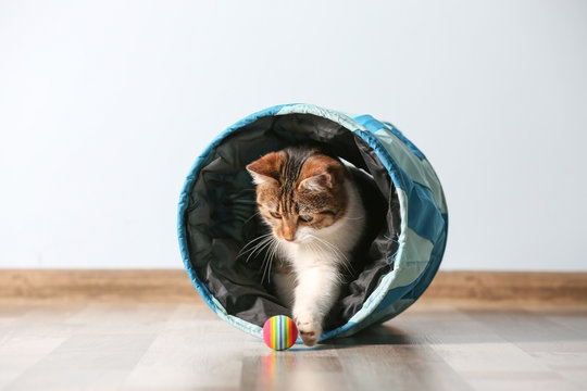 Fototapeta Cute funny cat playing at home