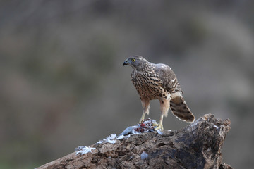 eurasian goshawk rare bird