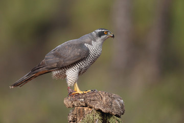 eurasian goshawk rare bird