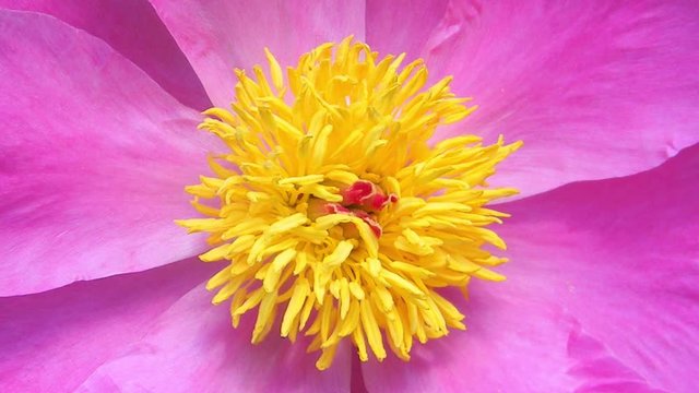 Timelapse of opening peony (Paeonia) flower. Cloaseup HD footage.