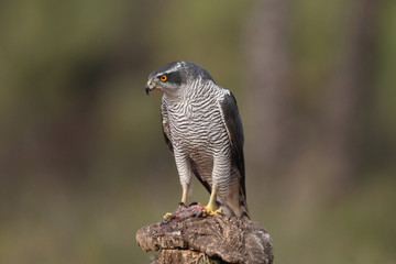 eurasian goshawk rare bird
