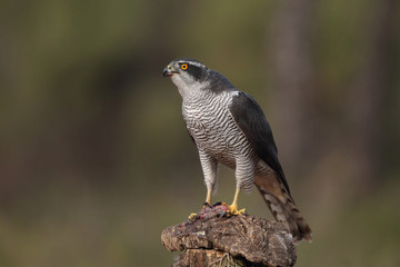 eurasian goshawk rare bird