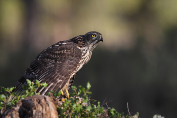 eurasian goshawk rare bird