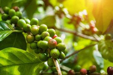 Raw Coffee seed on the tree