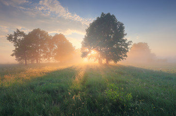 Bright sunbeams illuminate green grass on field