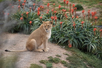 lioness