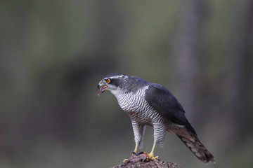 eurasian goshawk rare bird