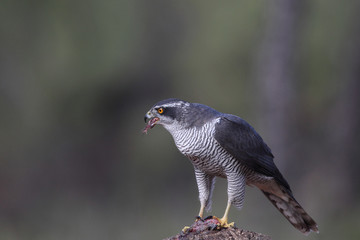 eurasian goshawk rare bird