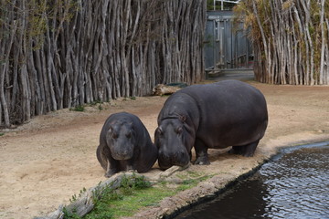hippopotamus