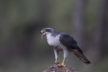 eurasian goshawk rare bird