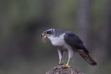 eurasian goshawk rare bird
