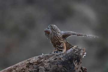 eurasian goshawk rare bird